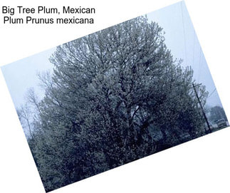 Big Tree Plum, Mexican Plum Prunus mexicana