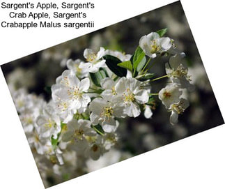 Sargent\'s Apple, Sargent\'s Crab Apple, Sargent\'s Crabapple Malus sargentii