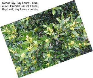 Sweet Bay, Bay Laurel, True Laurel, Grecian Laurel, Laurel, Bay Leaf, Bay Laurus nobilis