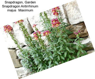 Snapdragon, Garden Snapdragon Antirrhinum majus  Maximum
