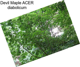 Devil Maple ACER diabolicum