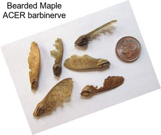 Bearded Maple ACER barbinerve
