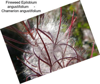 Fireweed Epilobium angustifolium     - Chamerion angustifolium