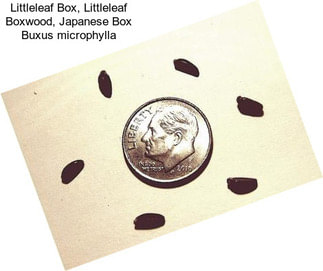Littleleaf Box, Littleleaf Boxwood, Japanese Box Buxus microphylla