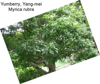 Yumberry, Yang-mei Myrica rubra