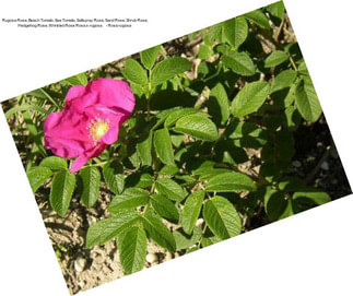 Rugosa Rose, Beach Tomato, Sea Tomato, Saltspray Rose, Sand Rose, Shrub Rose, Hedgehog Rose, Wrinkled Rose Rosa x rugosa     - Rosa rugosa