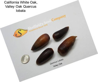 California White Oak, Valley Oak Quercus lobata