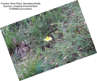 Fumane, Rock-Rose, Sprawling Needle Sunrose, Creeping Creosote Bush FUMANA procumbens