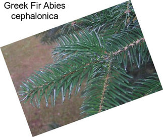 Greek Fir Abies cephalonica