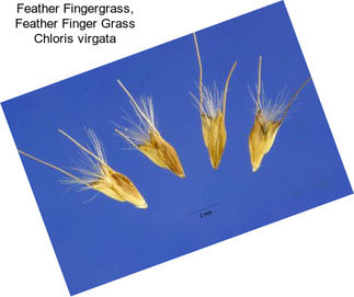 Feather Fingergrass, Feather Finger Grass Chloris virgata