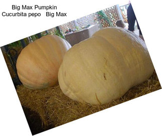 Big Max Pumpkin Cucurbita pepo   Big Max