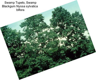 Swamp Tupelo, Swamp Blackgum Nyssa sylvatica  biflora