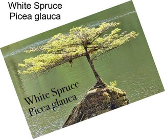 White Spruce Picea glauca