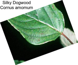 Silky Dogwood Cornus amomum