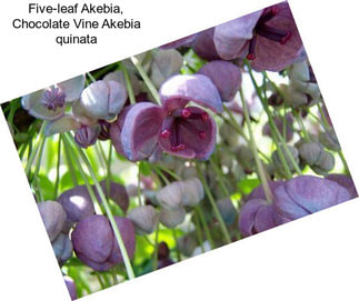 Five-leaf Akebia, Chocolate Vine Akebia quinata