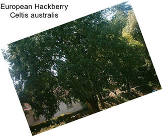 European Hackberry Celtis australis