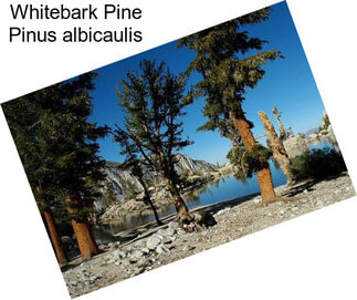 Whitebark Pine Pinus albicaulis