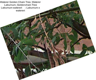 Waterer Golden Chain Tree, Waterer  Laburnum, Goldenchain Tree Laburnum watereri     - Laburnum x watereri