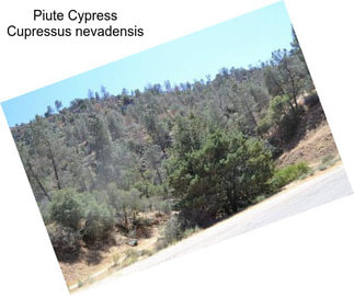 Piute Cypress Cupressus nevadensis