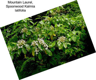 Mountain Laurel, Spoonwood Kalmia latifolia