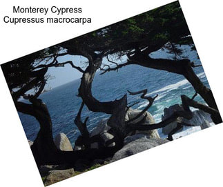 Monterey Cypress Cupressus macrocarpa