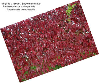 Virginia Creeper, Engelmann\'s Ivy Parthenocissus quinquefolia     - Ampelopsis quinquefolia