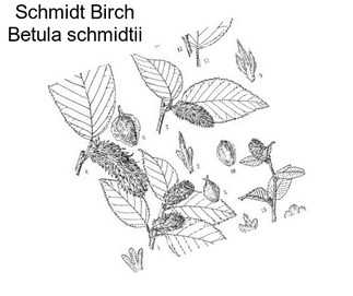 Schmidt Birch Betula schmidtii