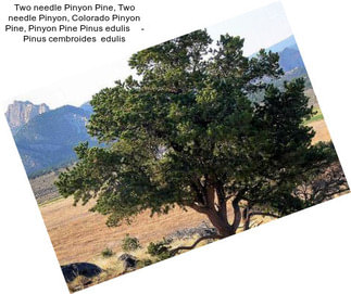 Two needle Pinyon Pine, Two needle Pinyon, Colorado Pinyon Pine, Pinyon Pine Pinus edulis     - Pinus cembroides  edulis