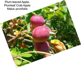 Plum-leaved Apple, Plumleaf Crab Apple Malus prunifolia