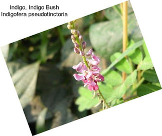 Indigo, Indigo Bush Indigofera pseudotinctoria