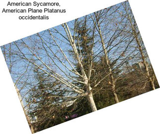 American Sycamore, American Plane Platanus occidentalis