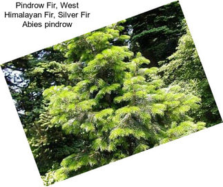 Pindrow Fir, West Himalayan Fir, Silver Fir Abies pindrow