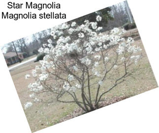 Star Magnolia Magnolia stellata