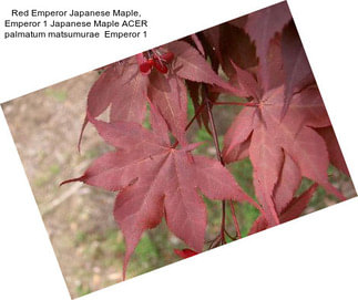 Red Emperor Japanese Maple, Emperor 1 Japanese Maple ACER palmatum matsumurae  Emperor 1