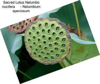 Sacred Lotus Nelumbo nucifera     - Nelumbium speciosum