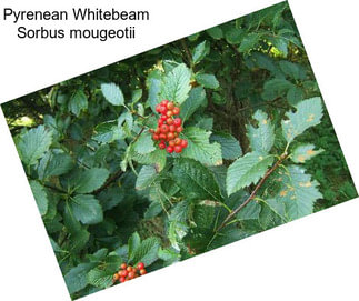 Pyrenean Whitebeam Sorbus mougeotii