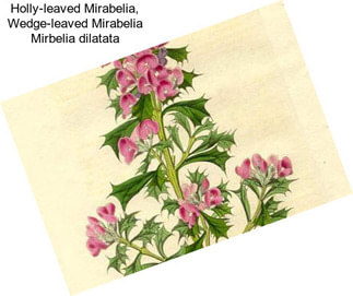 Holly-leaved Mirabelia, Wedge-leaved Mirabelia Mirbelia dilatata