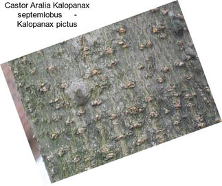 Castor Aralia Kalopanax septemlobus     - Kalopanax pictus