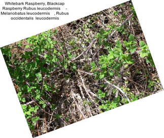 Whitebark Raspberry, Blackcap Raspberry Rubus leucodermis     - Melanobatus leucodermis    , Rubus occidentalis  leucodermis