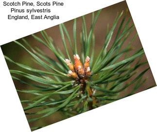 Scotch Pine, Scots Pine Pinus sylvestris    England, East Anglia