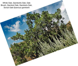 White Oak, Gambells Oak, Oak Brush, Gambel Oak, Gambels Oak, Scrub Oak Quercus gambelii