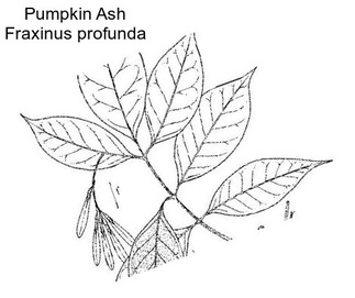 Pumpkin Ash Fraxinus profunda