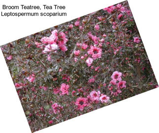 Broom Teatree, Tea Tree Leptospermum scoparium