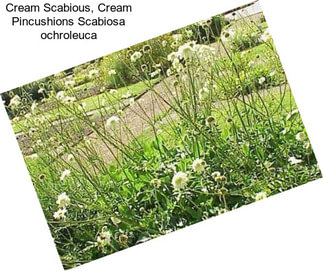 Cream Scabious, Cream Pincushions Scabiosa ochroleuca