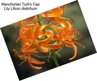 Manchurian Turk\'s Cap Lily Lilium distichum