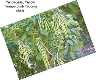 Yellowbells, Yellow Trumpetbush Tecoma stans
