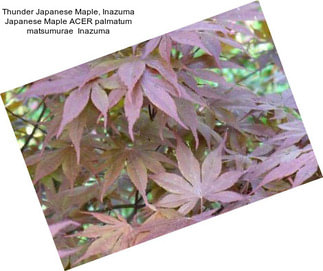 Thunder Japanese Maple, Inazuma Japanese Maple ACER palmatum matsumurae  Inazuma