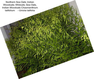 Northern Sea Oats; Indian Woodoats; Wildoats; Sea Oats, Indian Woodoats Chasmanthium latifolium     - Uniola latifolia