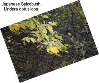 Japanese Spicebush Lindera obtusiloba