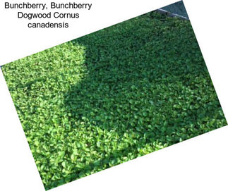 Bunchberry, Bunchberry Dogwood Cornus canadensis